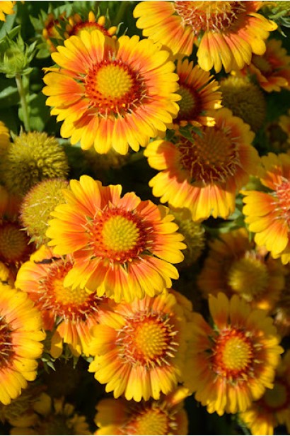 Гайлардія великоквіткова ’Арізона Апрікот’|Gaillardia grandiflora ’Arizona Apricot’|Гайлардия крупноцветковая ’Аризона Априкот’